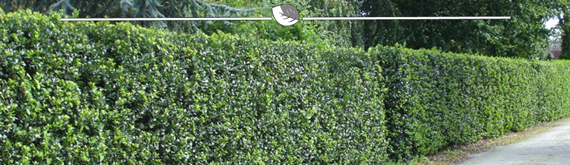 Hulsthaag - Ilex haag | Gardline